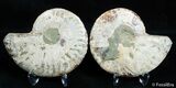 Beautiful Inch Split Ammonite Pair #2384-2